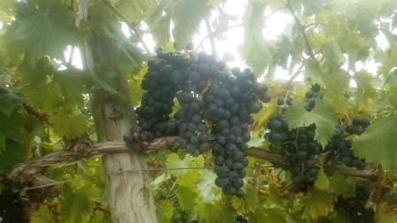 Lancaster winery